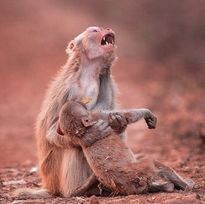  گریه دردناک میمون مادر پس از مرگ فرزندش