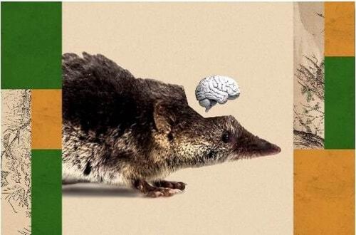 چرا این پستاندار مغز خود را می خورد و چرا این موضوع مهم است؟