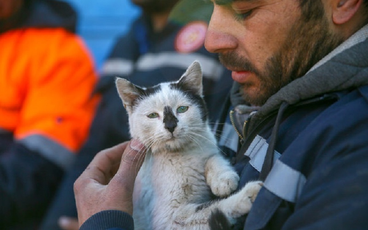 این گربه بعد از 21 روز از زیر آوار زلزله ترکیه نجات یافت